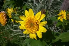 Garten Sept. 2010 2 004.webp