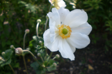 Garten Sept. 2010 2 006.webp