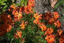 Garten Sept. 2010 2 009.webp