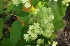 Garten Sept. 2010 2 011.webp
