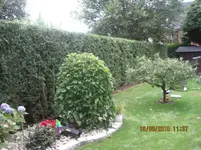 35281.webp
