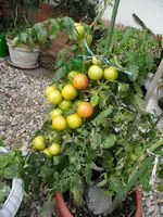 SAM_0052.webp