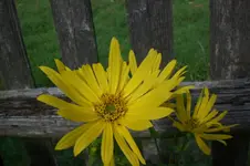 Garten Sept. 2010 2 012.webp