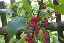 Garten Sept. 2010 2 013.webp