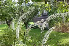 Garten Sept. 2010 2 014.webp