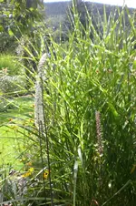 Garten Sept. 2010 2 015.webp