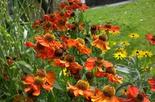 Garten Sept. 2010 2 016.webp