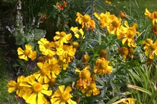 Garten Sept. 2010 2 017.webp