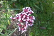 Garten Sept. 2010 2 018.webp