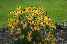 Garten Sept. 2010 2 019.webp