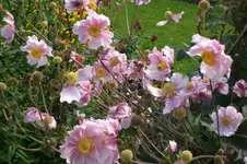 Garten Sept. 2010 2 020.webp
