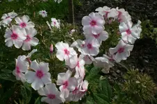 Garten Sept. 2010 2 021.webp