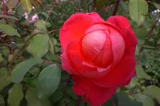 Garten Sept. 2010 2 022.webp