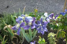 Garten Sept. 2010 2 024.webp
