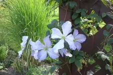 Garten Sept. 2010 2 025.webp