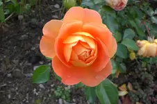 Garten Sept. 2010 2 026.webp