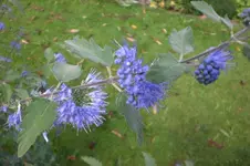 Garten Sept. 2010 2 027.webp