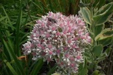 Garten Sept. 2010 2 029.webp