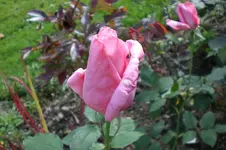 Garten Sept. 2010 2 030.webp