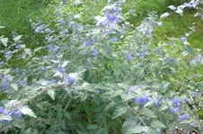 Garten Sept. 2010 2 033.webp