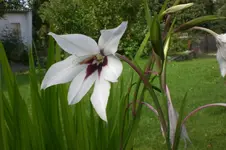 Garten Sept. 2010 2 035.webp
