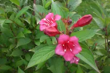 Garten Sept. 2010 2 038.webp
