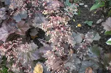 Garten Sept. 2010 2 040.webp