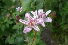 Garten Sept. 2010 2 042.webp