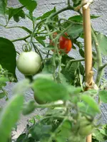 IMG_1187.webp