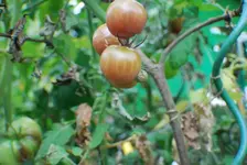 DSC_0095.webp