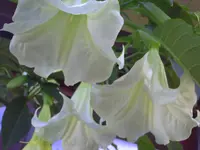 PICT0171.webp