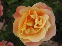 IMG_2774.webp