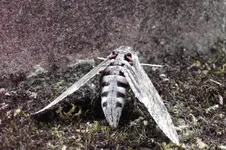 Schwärmer.webp