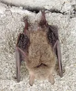 Fledermaus1.webp