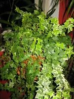 IMG_1230.webp