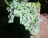 DSC00009.webp