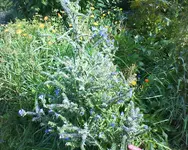DSC00010.webp