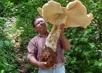 riesen-pilz Große E-Mail-Ansicht.webp