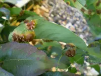 P9190046.webp