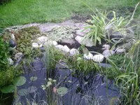 Am Teich.webp