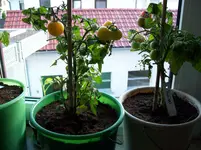 100_1776.webp