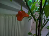 100_1779.webp