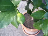 100_1769.webp
