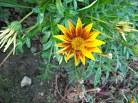 Bluete.webp