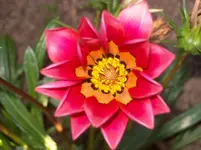 Bluete 3.webp