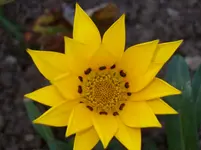 Bluete 4.webp