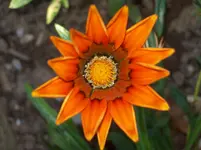 Bluete 5.webp