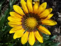 Bluete 7.webp
