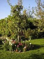 P9190181.webp