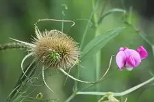Umschlungen_IMG03036_4.webp